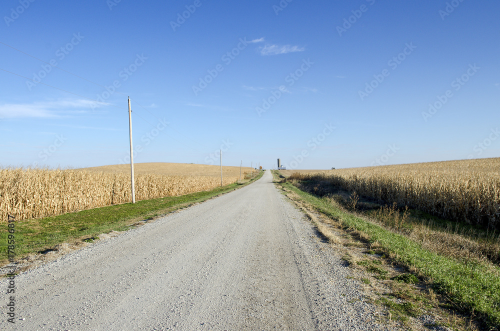 Dirt Road Between Massive Corn Fields Under Blue Sky Dirt Road Between Massive Corn Fields Under Blue Sky
