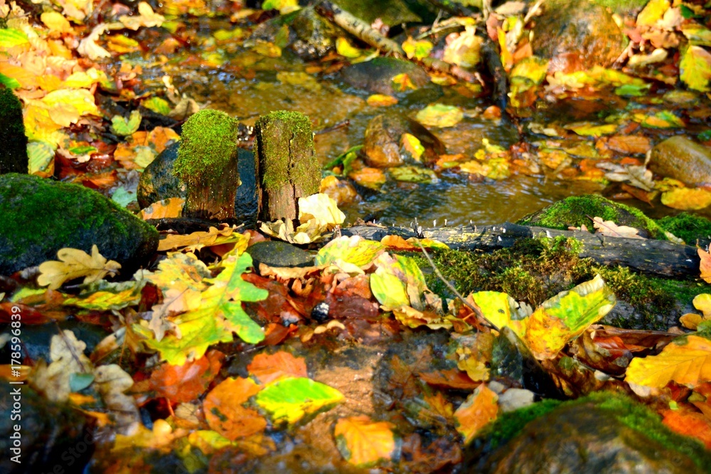 fließendes Gewässer - Herbst Wald - Herbstwald - 