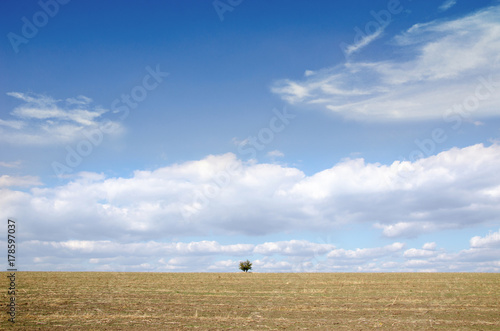 a lone tree across the cleared field