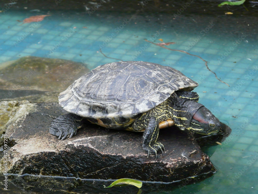 Obraz premium Tortoise on stone