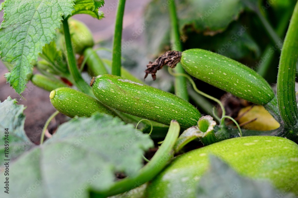 Obraz premium Zucchini plant. Zucchini flower. Green vegetable marrow growing on bush