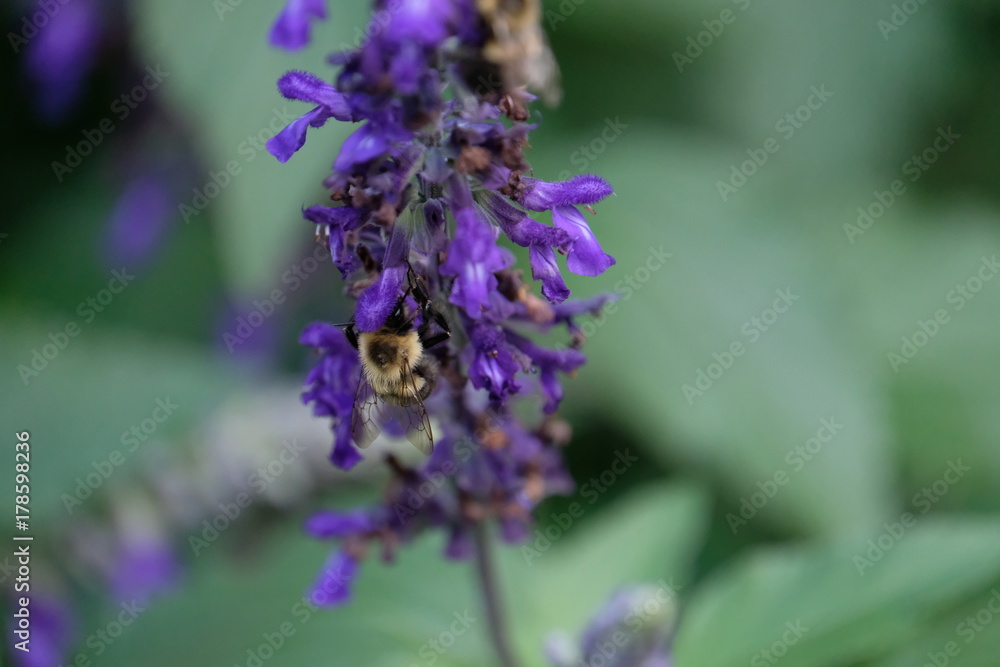 Honeybee lilacs Honeybee lilacs