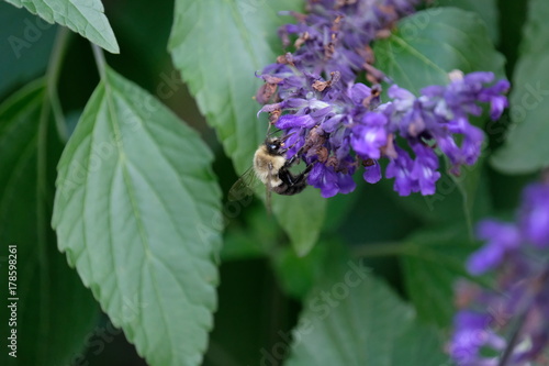 Honeybee in lilacs