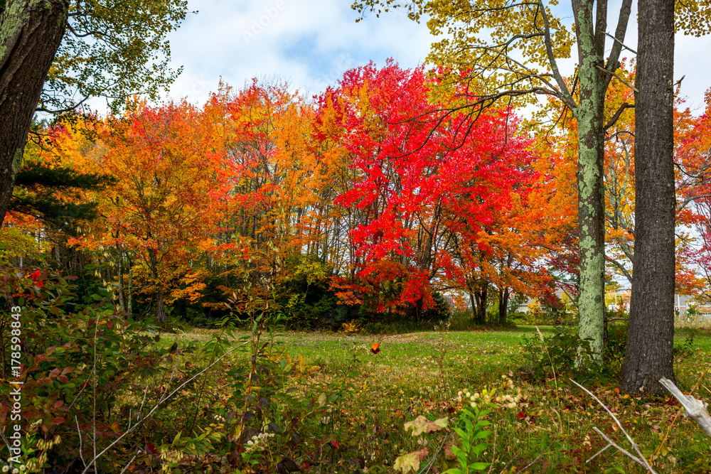 Colorful Trees