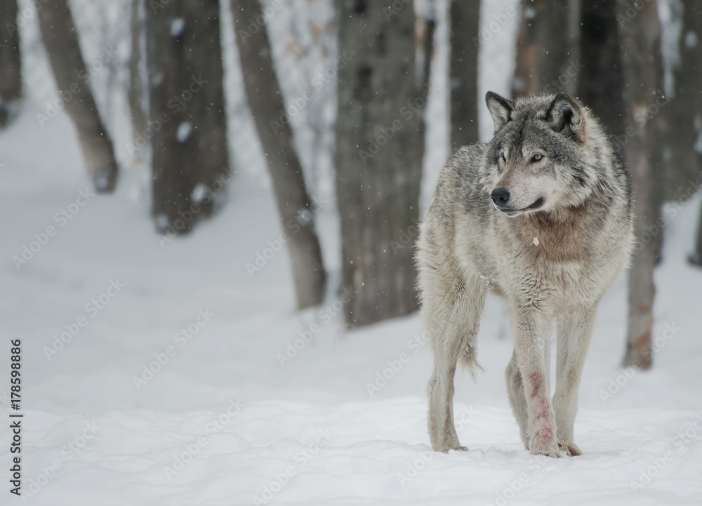 Timber Wolf In Forest