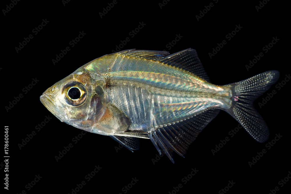 Fototapeta premium Indian glassy perch.Parambassis rangaIndian.