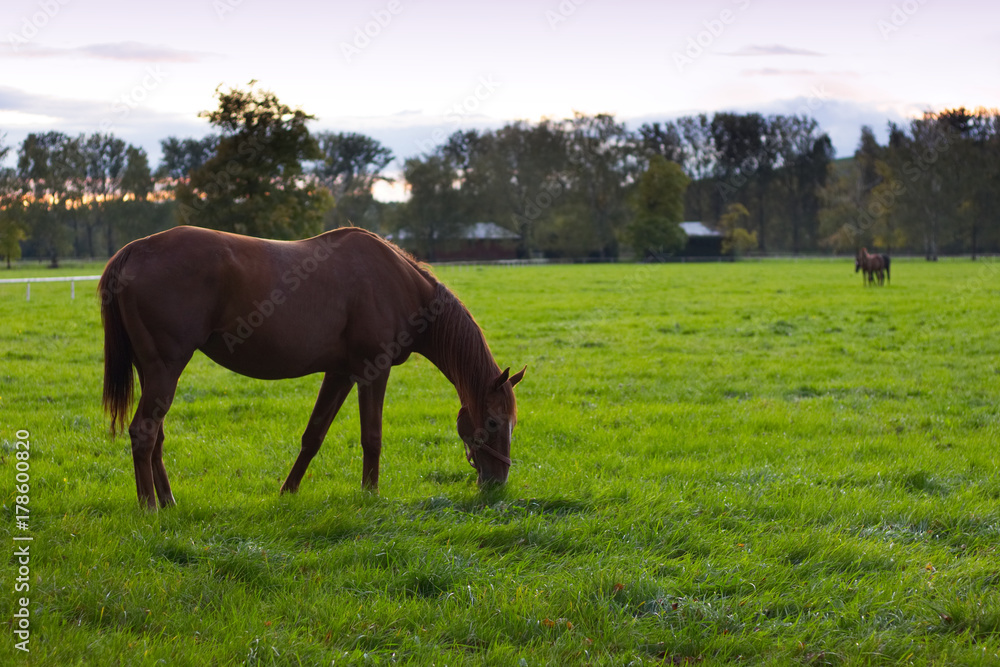grazing horse on pasture, thoroughbred breed at grassland after sunset grazing horse on pasture, thoroughbred breed at grassland after sunset