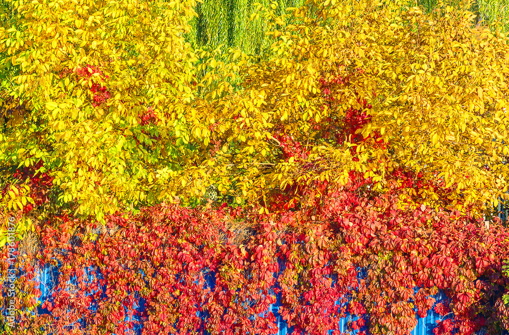 Bright autumnal background from multi-colored foliage Bright autumnal background from multi-colored foliage