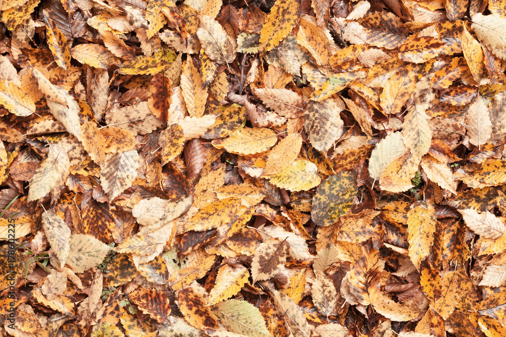 Autumn leaves Autumn leaves