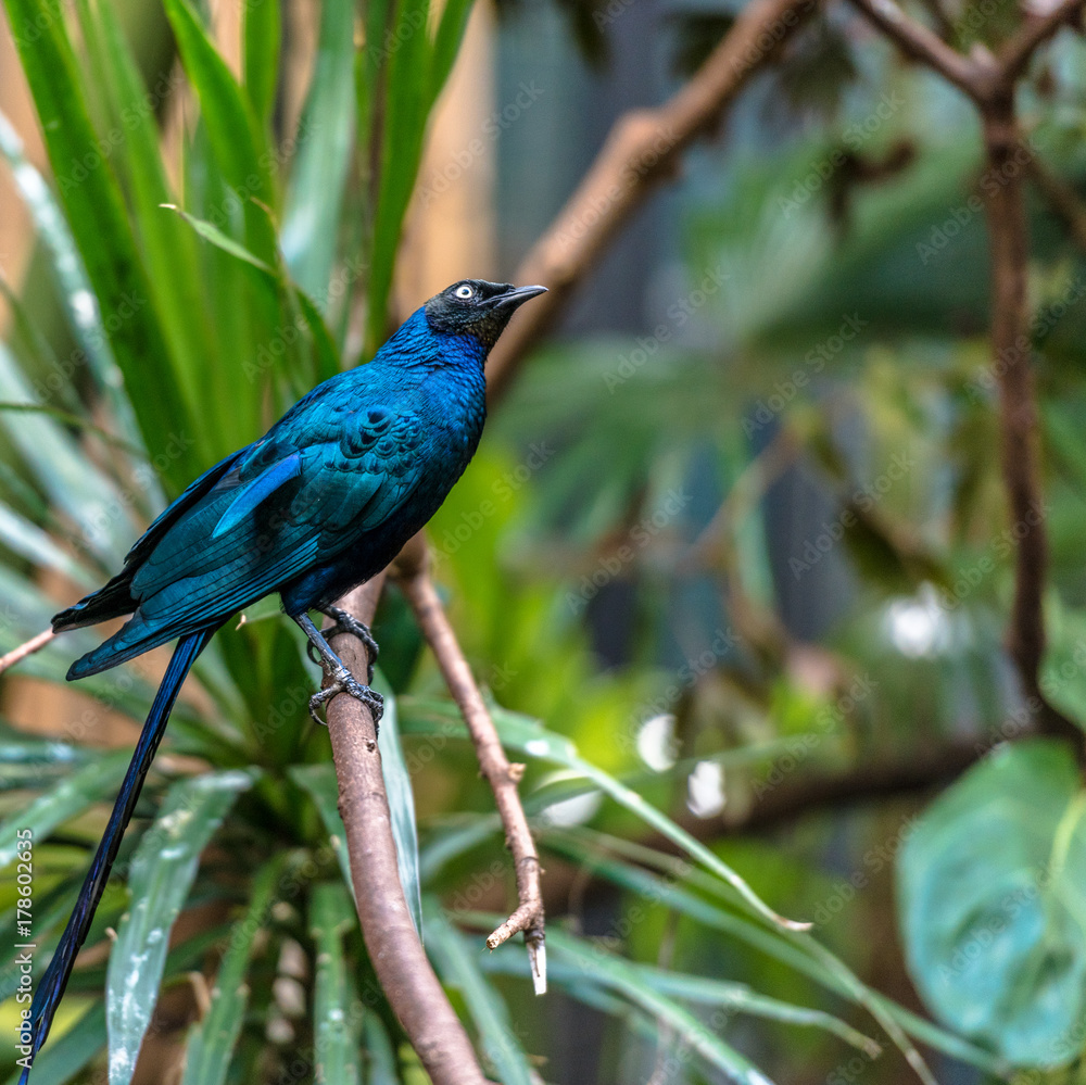 Naklejka premium Brilliant Blue and Purple Plumage on a Long Tailed Blue Starling Against a green Leafed Background