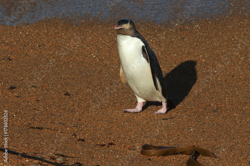 yellow-eyed penguin new zealand photo