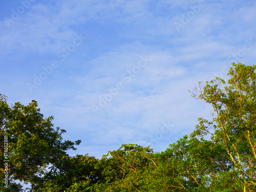 beautiful cloudy blue sky background and leaves on trees