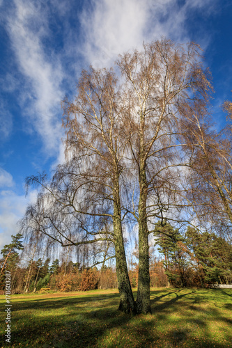 Canvastavla Betula pendula in autumn without leaves