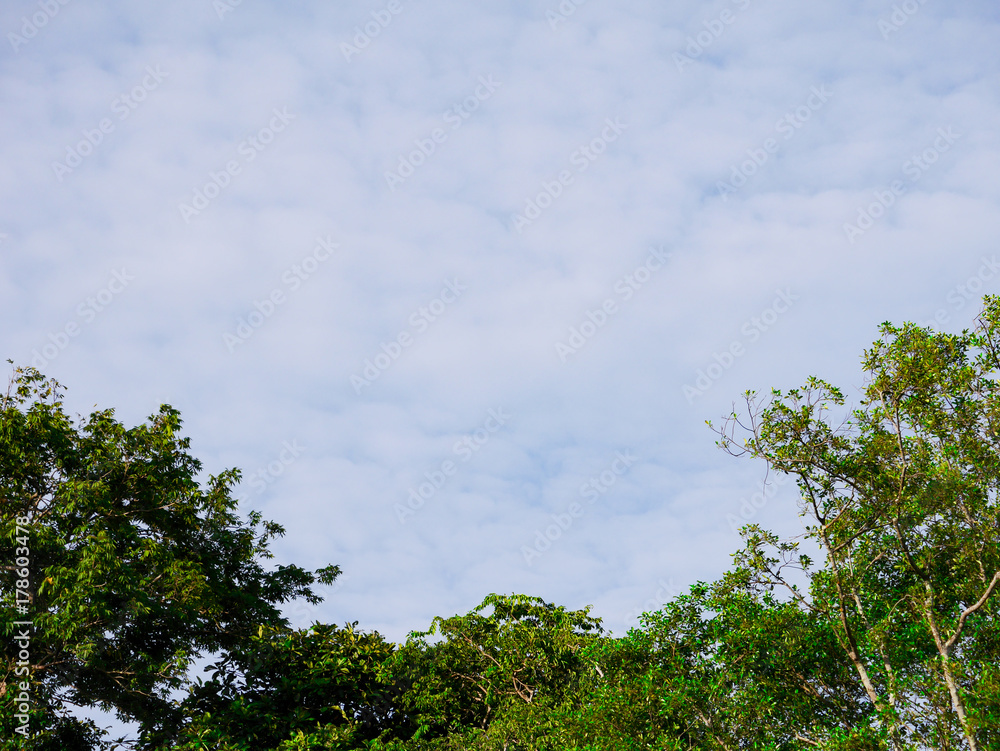 cloudy blue sky background and leaves 's tree cloudy blue sky background and leaves 's tree