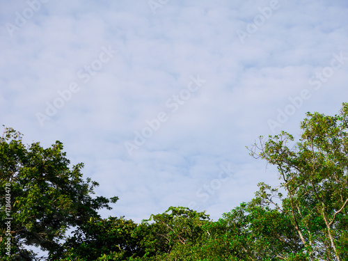 cloudy blue sky background and leaves  s tree