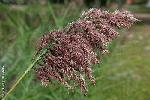 Purple grass