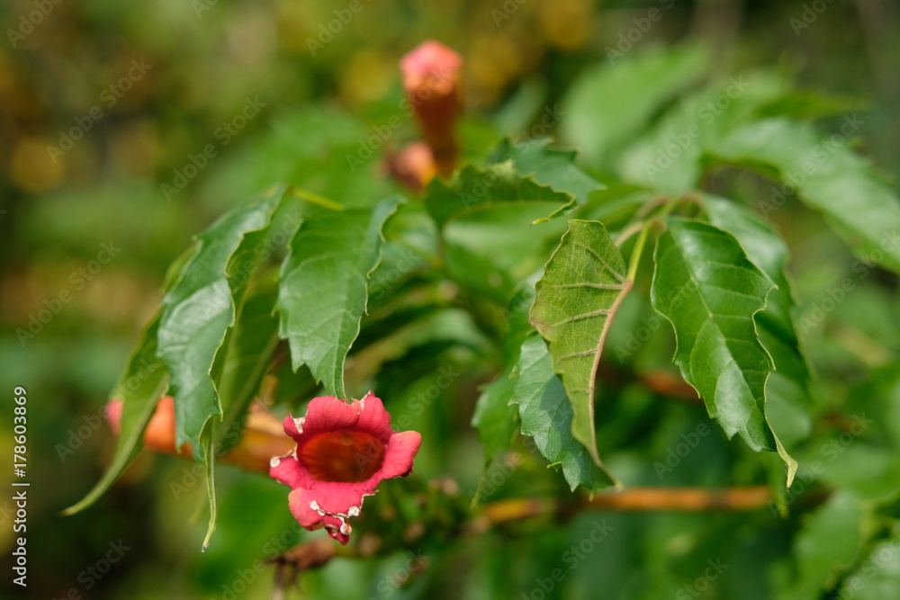 Red flower Red flower