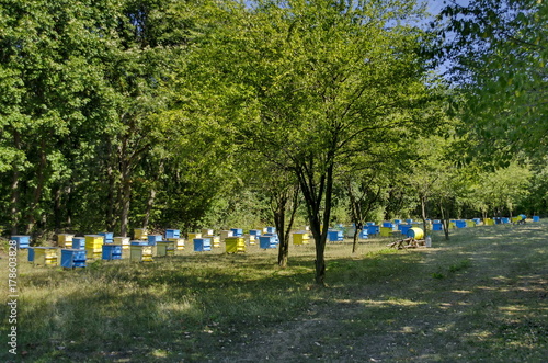 View toward apiary with bee hive in the field at forest, Zavet town, Bulgaria  