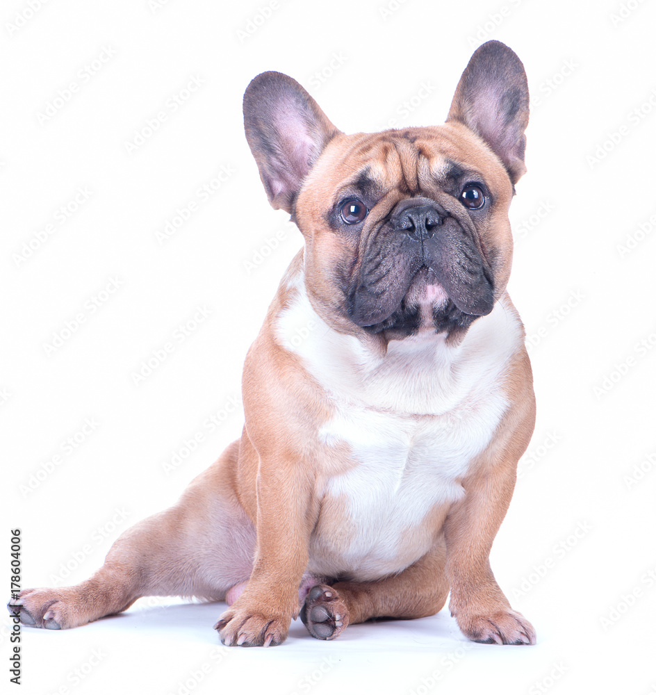 Dog, beautiful French Bulldog, redhead, isolated perfect on white background. High standard of breed. Dog looks into the camera