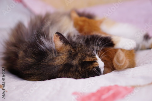 Cat sleeping with a red kitten