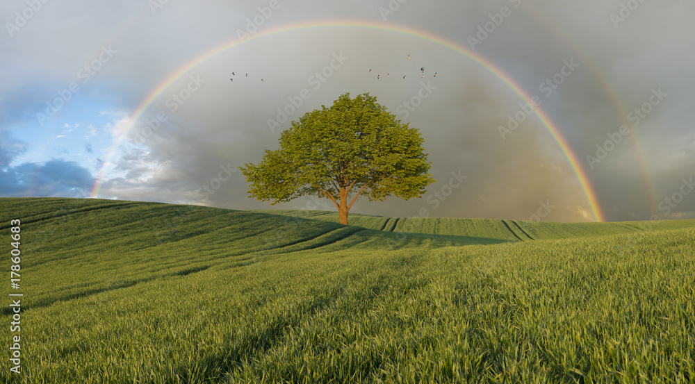 Naklejka premium lonely, green tree on a green field, rainbow in the sky