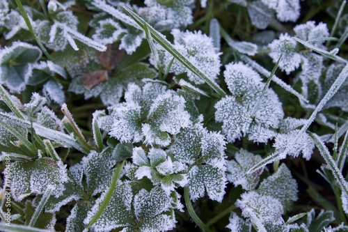 Frozen Plants  photo