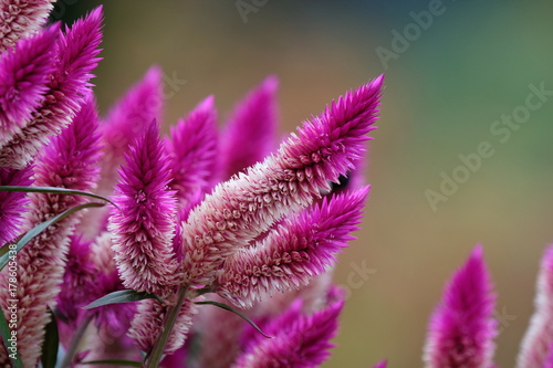 Pink-purple flower with bee