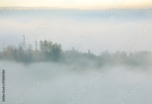 forest in fog © zmijak