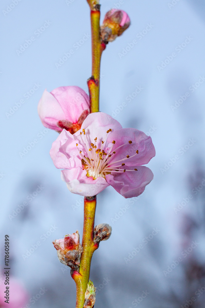 Fototapeta premium Peach flower