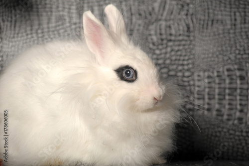 white rabbit with black stroke around the eyes on a gray background photo