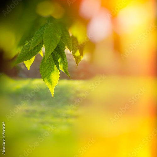 Green leaves in the evening