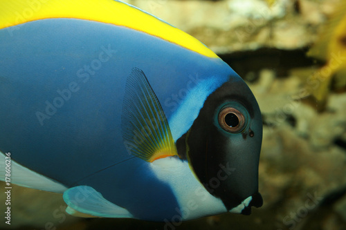 Dory