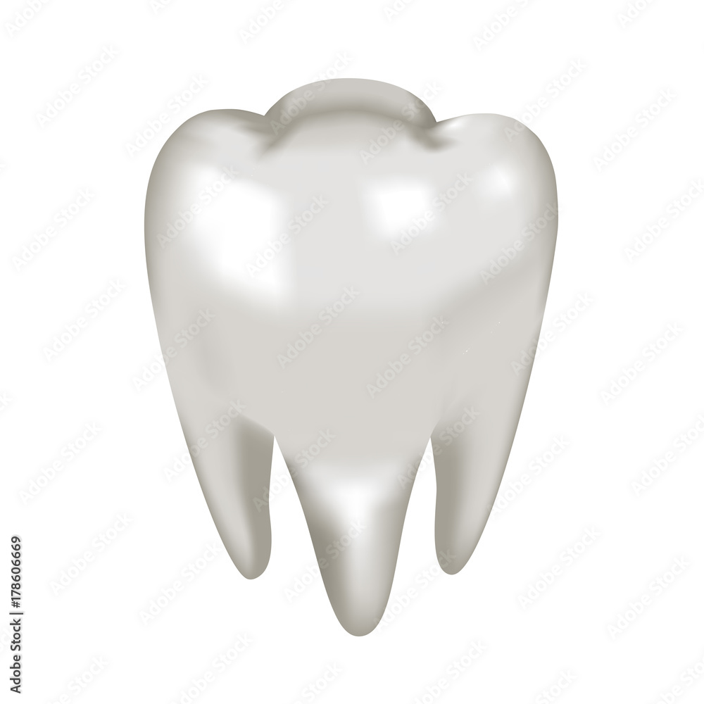 Object white tooth molar, vector Object white tooth molar, vector