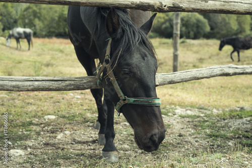 Primer plano de caballo negro pastando sacando la cabeza de un cercado © josemanuelerre
