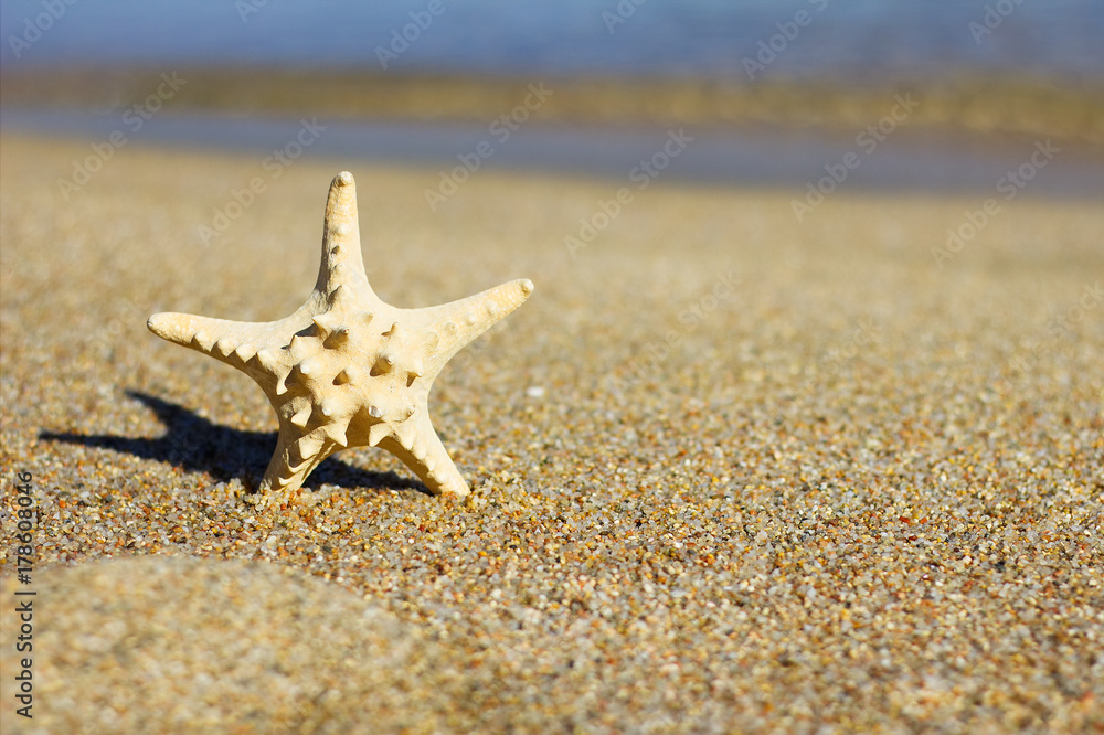 Starfish in the sand, blurred sandy beach and sea in the background. Starfish in the sand, blurred sandy beach and sea in the background.