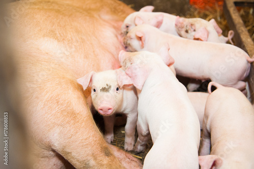 Little pigs breastfeeding in a pig farm © SGr