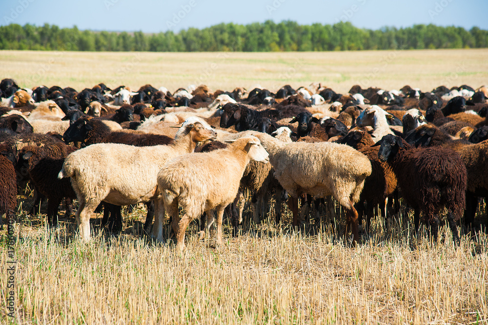 Obraz premium Flock of sheep on the meadow