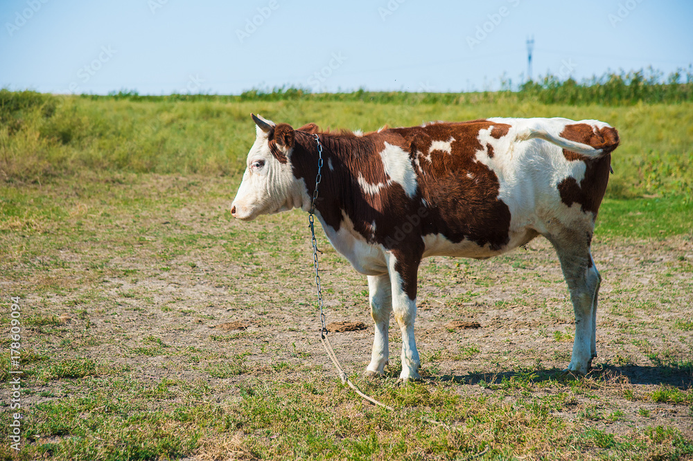 Cows in a farm. Dairy cows