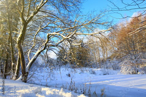 Winter landscape with Trees and blue sky.