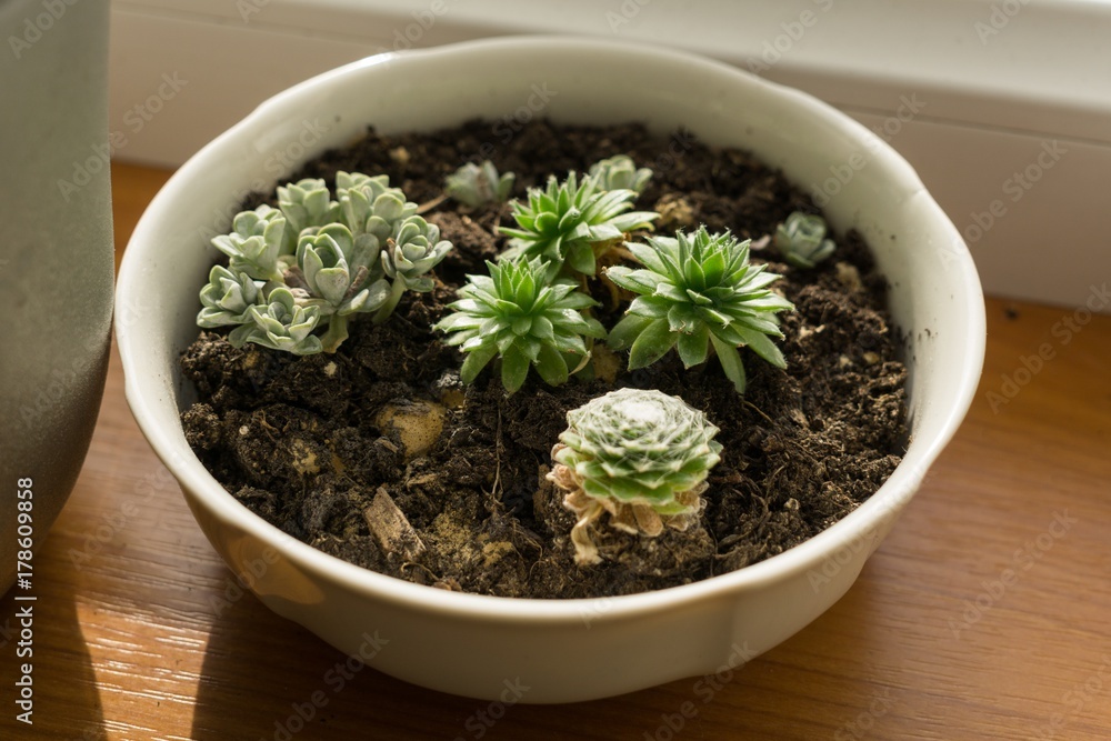 Succulents. Slovakia Succulents. Slovakia