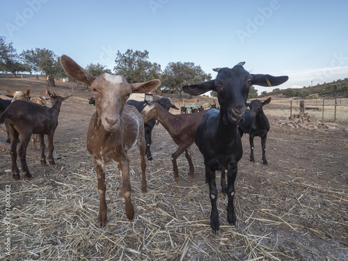 Wallpaper Mural Cabras Torontodigital.ca