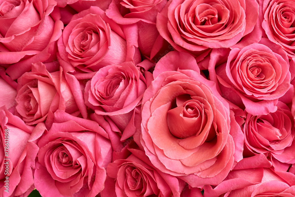 Many pink roses Many pink roses