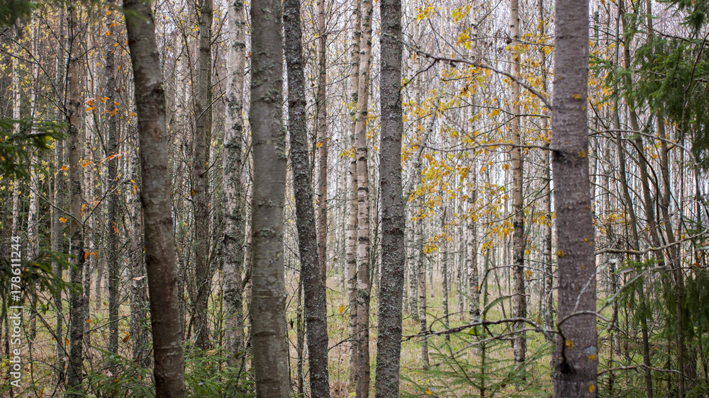 Fototapeta premium Young birch trees