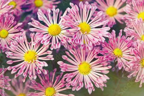 flower backgrounds.