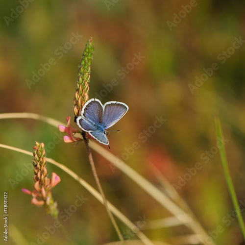 Natural background with butterfly © BigNazik
