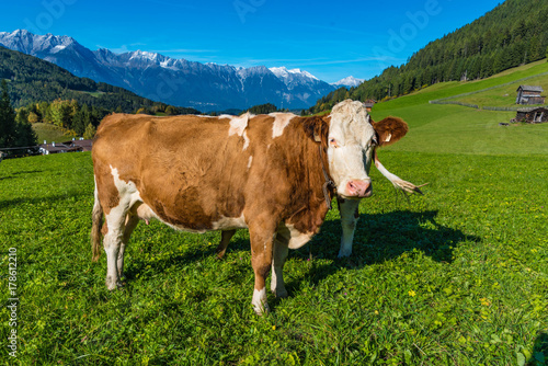 Kuh auf der Weide im Stubaital