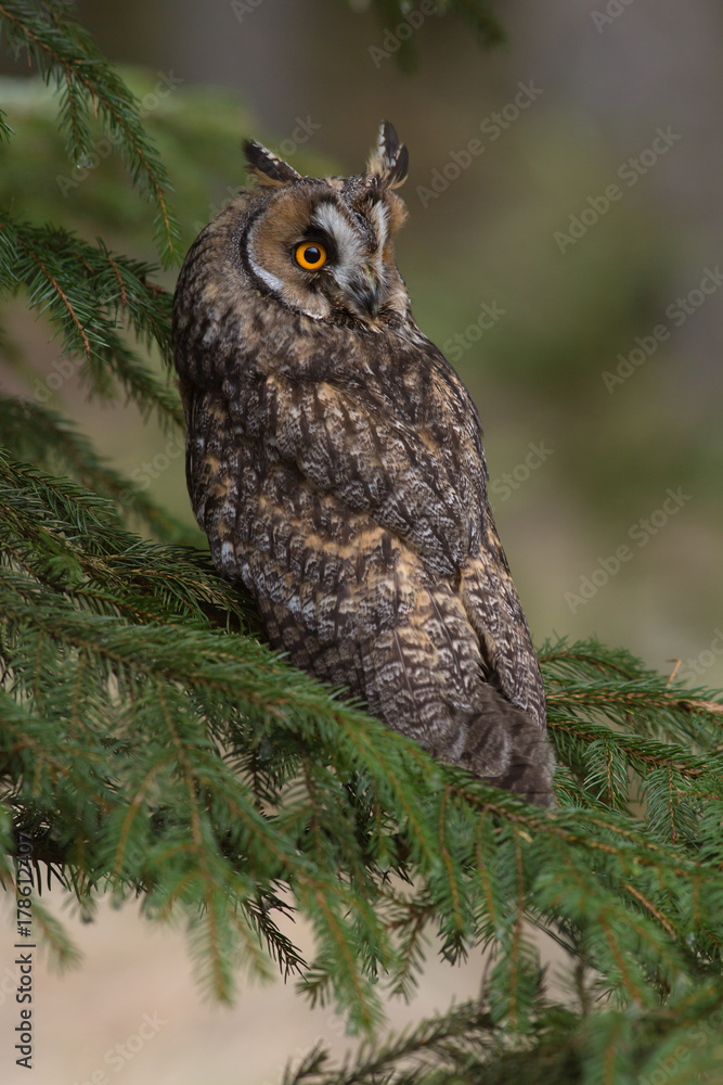 Obraz premium Long-eared owl