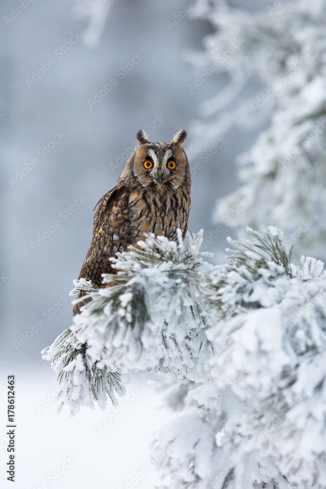 Long-eared owl Long-eared owl