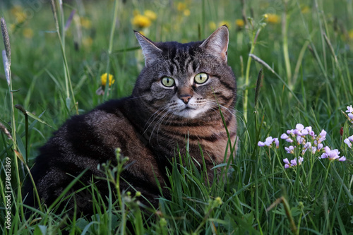 Eine kleine dicke Katze auf Mäusejagd im Feld