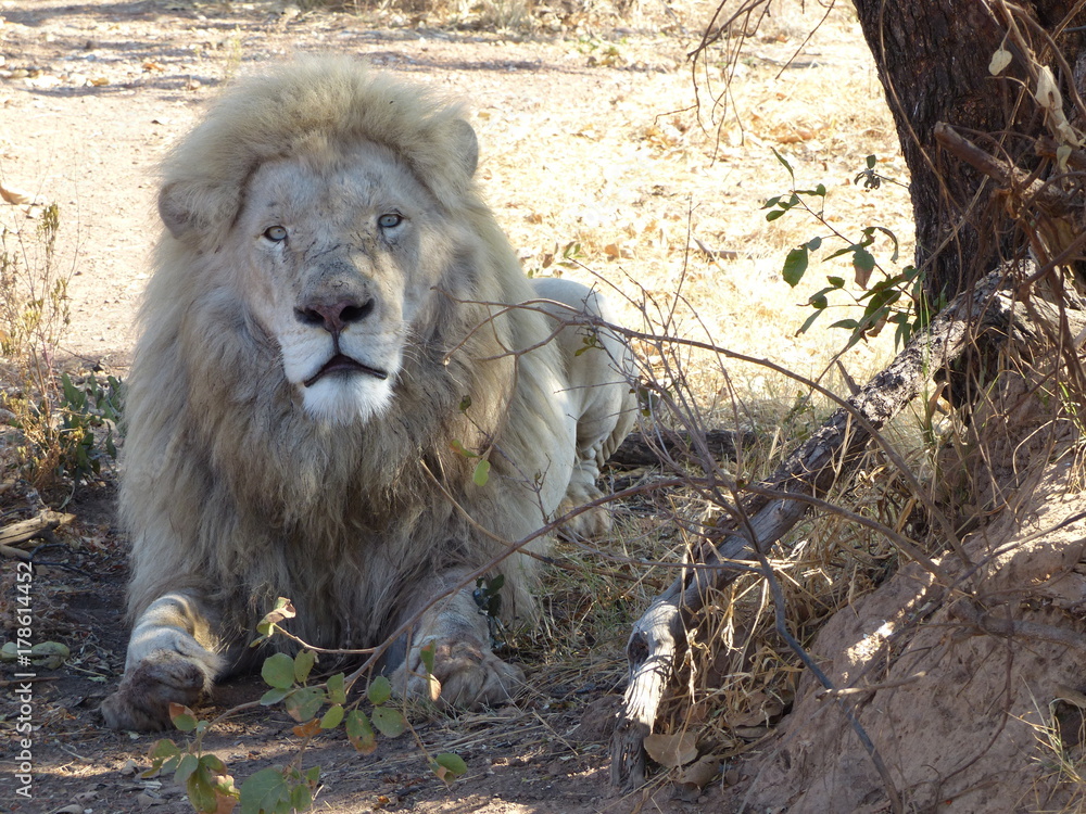 Obraz premium White Lion